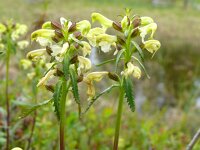 Pedicularis lapponica 18, Saxifraga-Hans Grotenhuis