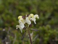 Pedicularis lapponica 19, Saxifraga-Willem van Kruijsbergen