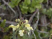 Pedicularis lapponica 20, Saxifraga-Willem van Kruijsbergen