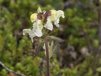 Pedicularis lapponica 21, Saxifraga-Willem van Kruijsbergen