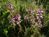 Pedicularis mixta 3, Saxifraga-Ed Stikvoort : Posada de Valdeón - Espinama s9900