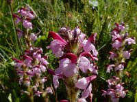 Pedicularis mixta 5, Saxifraga-Ed Stikvoort : Posada de Valdeón - Espinama s9900