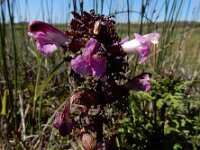 Pedicularis palustris 26, Moeraskartelblad, Saxifraga-Ed Stikvoort