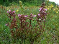 Pedicularis palustris 38, Moeraskartelblad, Saxifraga-Ed Stikvoort