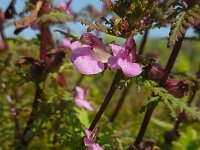 Pedicularis palustris 42, Moeraskartelblad, Saxifraga-Ed Stikvoort