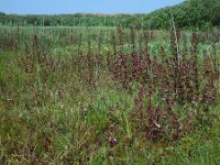 Pedicularis palustris 44, Moeraskartelblad, Saxifraga-Ed Stikvoort