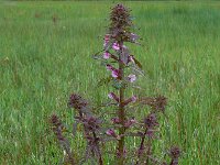 Pedicularis palustris 45, Moeraskartelblad, Saxifraga-Ed Stikvoort