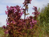 Pedicularis palustris 46, Moeraskartelblad, Saxifraga-Ed Stikvoort