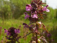 Pedicularis palustris 47, Moeraskartelblad, Saxifraga-Ed Stikvoort