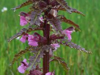 Pedicularis palustris 57, Moeraskartelblad, Saxifraga-Ed Stikvoort