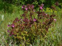 Pedicularis palustris 72, Moeraskartelblad, Saxifraga-Ed Stikvoort