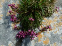 Pedicularis pyrenaica