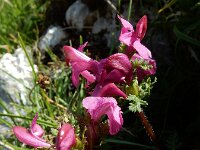 Pedicularis pyrenaica 2, Pyrenees kartelblad, Saxifraga-Ed Stikvoort : Espinama - Fuente Dé - Regugio de Aliva s9900