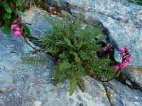 Pedicularis pyrenaica 3, Pyrenees kartelblad, Saxifraga-Ed Stikvoort : pas Pandebano - Naranjo de Bulnes s9900