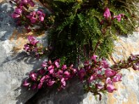 Pedicularis pyrenaica 4, Pyrenees kartelblad, Saxifraga-Ed Stikvoort : Espinama - Fuente Dé - Regugio de Aliva s9900