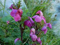 Pedicularis pyrenaica 5, Pyrenees kartelblad, Saxifraga-Ed Stikvoort : pas Pandebano - Naranjo de Bulnes s9900
