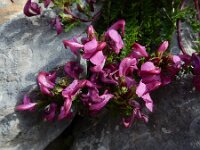 Pedicularis pyrenaica 6, Pyrenees kartelblad, Saxifraga-Ed Stikvoort : Espinama - Fuente Dé - Regugio de Aliva s9900