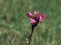 Pedicularis pyrenaica 7, Saxifraga-Jan van der Straaten