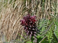 Pedicularis recutita 2, Saxifraga-Jeroen Willemsen