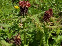 Pedicularis recutita 6, Saxifraga-Ed Stikvoort