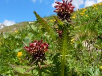 Pedicularis recutita 9, Saxifraga-Ed Stikvoort