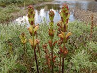 Pedicularis sceptrum carolinum 13, Saxifraga-Hans Grotenhuis