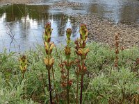 Pedicularis sceptrum carolinum 14, Saxifraga-Hans Grotenhuis
