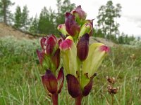 Pedicularis sceptrum carolinum 15, Saxifraga-Hans Grotenhuis