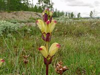 Pedicularis sceptrum carolinum 16, Saxifraga-Hans Grotenhuis