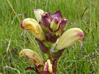 Pedicularis sceptrum carolinum 18, Saxifraga-Hans Grotenhuis