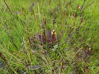 Pedicularis sceptrum carolinum 19, Saxifraga-Hans Grotenhuis