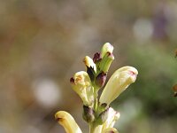 Pedicularis sceptrum-carolinum 1, Saxifraga-Dirk Hilbers