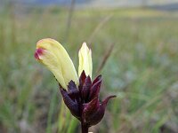 Pedicularis sceptrum-carolinum 10, Saxifraga-Jeroen Willemsen