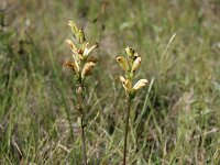 Pedicularis sceptrum-carolinum 2, Saxifraga-Dirk Hilbers
