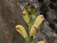 Pedicularis sceptrum-carolinum 20, Saxifraga-Willem van Kruijsbergen
