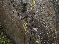 Pedicularis sceptrum-carolinum 21, Saxifraga-Willem van Kruijsbergen