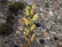 Pedicularis sceptrum-carolinum 22, Saxifraga-Willem van Kruijsbergen