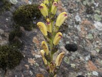 Pedicularis sceptrum-carolinum 23, Saxifraga-Willem van Kruijsbergen
