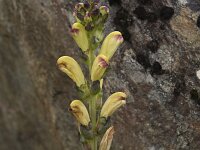 Pedicularis sceptrum-carolinum 24, Saxifraga-Willem van Kruijsbergen