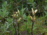 Pedicularis sceptrum-carolinum 3, Saxifraga-Dirk Hilbers