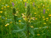 Pedicularis sibthorpii 2, Saxifraga-Ed Stikvoort
