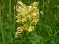 Pedicularis sibthorpii 3, Saxifraga-Ed Stikvoort