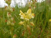 Pedicularis sibthorpii 4, Saxifraga-Ed Stikvoort