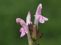 Pedicularis sylvatica 100, Heidekartelblad, Saxifraga-Hans Dekker