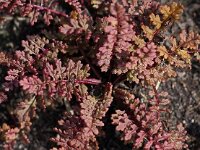 Pedicularis sylvatica 101, Heidekartelblad, Saxifraga-Hans Dekker
