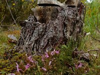 Pedicularis sylvatica 109, Heidekartelblad, Saxifraga-Ed Stikvoort