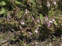Pedicularis sylvatica 115, Heidekartelblad, Saxifraga-Willem van Kruijsbergen