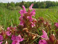 Pedicularis sylvatica 117, Heidekartelblad, Saxifraga-Hans Grotenhuis