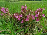 Pedicularis sylvatica 118, Heidekartelblad, Saxifraga-Hans Grotenhuis
