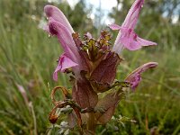 Pedicularis sylvatica 20, Heidekartelblad, Saxifraga-Ed Stikvoort